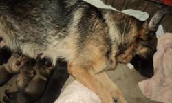 German Shepherd AKC Champion Line Puppies. Beautiful! Grandparents and Parents on site. Lovingly raised with the help of my Grandchildren so child and pet friendly. All vaccines provided even after you take your pup home I will meet with you and