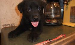 German Shepherd/Labrador Retriever male puppy. Mother is registered AKC Yellow Lab and Father is an AKC Black and Red German Shepherd up to date on shots and dewormings. $150 cash, 404-405-9437