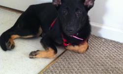 Female German Shepherd
4 months old
She is black with brown paws.
House broken (potty trained), knows 'sit' and 'down.'
Is getting better at not pulling on the leash, needs about another month and she'll have it.
Included with the dog:
HUGE crate