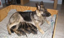 akc, born 11/17, 3 females 1 male, both parents on premises, sable in color. very good temperment,bloodlines from germany