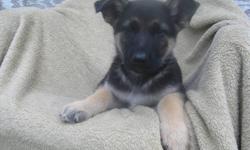 We have 4 females and 4 male German Shepherd puppies available. Born 2/28/11 and ready now. Nice black and tan coats..great temperaments and dispositions. Will make a nice family companion. These are full blooded German Shepherds but have no registration