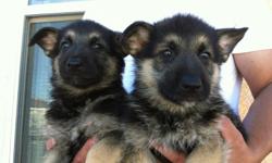 beautiful german shepherd puppies for sale purebred, &nbsp;first shot and deworming, &nbsp; 3 males and 2 females available, &nbsp;$250 each &nbsp; please call or text &nbsp;915 243 38 37 &nbsp;el paso texas &nbsp;no shipping&nbsp;