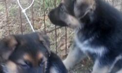 German Shepherd pups. family protectors, loyal companions shots-wormed $500 --