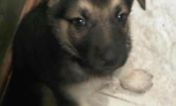 Gorgeous German shepherd puppies born 3/16/11 .Sire and Dam on premises.Black and sable male and female.All shots.Excellent around children and other pets and very playful.Excellent health,very playful and quick learners.