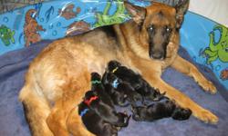 German Shepherd Puppies - Top Show Quality - Excellent Bloodlines
Prices will vary depending on the puppy. Top show quality will be priced higher than a basic family companion.
All puppies will be registered with the AKC, and have a 24 month guarantee on
