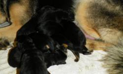 NOW TAKING DEPOSITS:
??Follow You Dreams Of WindRidge?? and ??WindRidge Disciple Of WindRidge??.
Dreamer and Khaine fur babies arrived on November-12th-2010. Both parents are A.K.C Champion pointed in conformation, excel in obedience as well as being an