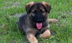 AKC German Shepherd Dog pups
4 males 2 females in both Sable and Black/Tan available. These are large boned puppies, very outgoing and well socialized. Would make excellent show or obedience prospects, or wonderful loving companions!
Puppies have been vet