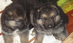 6 weeks old! Ready to go! AKC. Father is German import. 3 males. Black and tan. Both parents on premises and are very intelligent, loyal, family dogs, with very good bloodlines. Amazing temperaments and beautiful! $800.00 815-685-4764 Please leave message