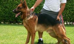 GERMAN SHEPHERD PUPPIES WORLD CHAMPIOM BLOOD LINE BLACK and DEEP RED BIG-HEAD WITH BLACK DARK MASK THE FATHER IMPORTED FROM GERMANY FINO VON GROB-ZUNDER HIS FATHER IS SCH3 KKLI VA4 2009-2010 KWANTUM VOM KLOSTERMOR WORLD CHAMPION THE GRAND FATHER IS ZAM