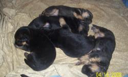 Taking deposits now! I only have 2 females left! They will be ready to go to their forever home July 10th. 2011 Pups are raised inside and raised with little hands so they have amazing personalities. Father has multiple champions in his line and he is