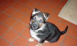 European German Shepherd Puppy- Seven week old female, Black and tan, working dog with health certifiacate and updated shots. Magnificent looks and temperment.