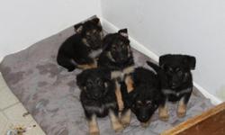 we have 5 german shepherd pups 2 Boys 3 Girls
mom and Dad are on sight they are not paperd but are 100%
german shepherd.They have had there 1st set of shots
and have been dewormed. Call 303-922-0947 ;0)