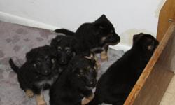 we have 5 baby german Shepherd pups Mom and Dad are on sight
they have had there 1st set of shots,and have been dewormed.
2 boys and 3 girls they are not paperd but are 100% German Shepherd
please call 601-707-0960.. ;0)
