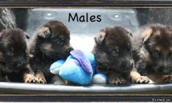 German Shepherds puppies born 7/23. Dam & Sire heavy Kirschental & Ashland lines. Should mature to black & red or black & tan. Will be taking deposits starting on 8/13. Pups will be ready to leave Sept. 17th.. Will leave vet checked, up to date on shots &