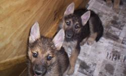 We have for sale 7 german shepherd/husky puppies to go to good, loving homes. The mother is a full bred german shepherd and the father is a full bred siberian husky, both are AKC certified. They are all very loveable and playful. To make arrangements to