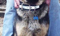 Vinny is a year old stout, thick tri colored Akc/ckc registered American line German Shepherd PROVEN stud. He is blue, silver, and tan soft coat with an incredible black mask!
Very nice tempermant. He is the best companion and when he isn't walking the
