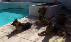 AKC 1 yr old Male and Female Sable German Shepherds, free to good home. No training, are outdoor dogs. Cannot care for them. Photo is of mother and 2 yearlings.