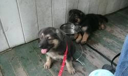 2 puppies 9 weeks aca registered needs to go one male one female please call 5703134062;pictures are from six weeks male is darker female is actually brown