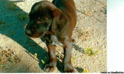 German Shorthair + Wirehair/Lab mix puppies. The Sire is a purebred AKC papered German Shorthair Pointer. The Dam is a German Wirehair/Labrador Retriever mix. These puppies are potentially excellent hunting and family dogs with bloodlines of high quality