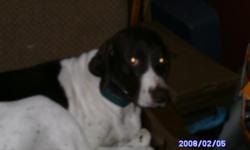 8 YR OLD FEMALE*ABBEY*VERY SMART*LOVABLE*GREAT WITH KIDS*HOUSE TRAINED*GOOD NATURED*GOOD COMPANION* FREE TO GOOD HOME