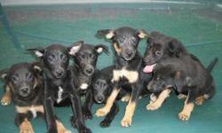 Germen Shepherd mix puppies with Rat terrier...10 weeks old... Have had theif first set of shots and been wormed. they are needing new homes now... &nbsp;2 females left... and 6 males&nbsp;
Thanks