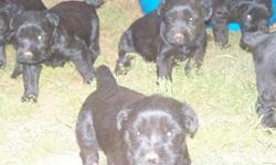 3 gorgeous black, bold and beautiful Giant Schnauzer female puppies. $750.00, ACR registered with
lengthy documented pedigree. Will be current on shots and wormed upon leaving our care. Shipping is
available for an additional $250.00. Both parents are