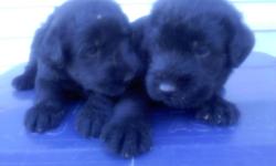 I have 1 female and 3 male Akc Giant Schnauzer puppies for sale.The puppies are all black in color.They have been played with often by children and are very well socialized.They have had all their shots and been wormed already,they also have had their