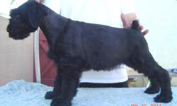 Beautiful Giant Schnauzer puppies for sale
Date of Birth: February 25, 2011 1 female
for loving home.
Sir: black
Dam: pepper salt,
AKC registered, Champion lines, fun loving family orientated dogs.
Have mother and father at home.
if interested please