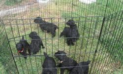 Pure Bred, A.K.C. registered, Black, Giant Schnauzer puppies. 4 Male and 4 Female. Tails docked and dewclaws removed. Born June 8, 2011. Ready to go to permanent homes first week in August. Taking interviews for placement now. See Web page