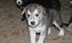 Goberian dogs are a mix of Golden retriever and Siberian husky. They have the temperament of a golden with the look of a husky. Both parents are AKC registered with good hips. I have 10 Goberian puppies ready to go to good homes Aug. 16th. $400 for male