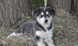 Beautiful 8 week old Goberian Puppies are ready to go !!!
These puppies will make a great addition to your family. Dame is AKC Golden Retriever, Sire is Pure Breed Siberian Husky (no papers). Both parents can be viewed and are excellent with children and