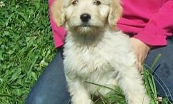 Gorgeous F1 Golden Doodle Puppies. Cream, beige, gold, and black colors. Males and females available.
Our sweet puppies come with health records, current vaccines, and dewormed.
All of our dogs are sweet, gentle, loving, family pets, that are born in our