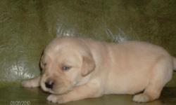 There are 10 of these cute babys,will be winged Jan.28 Only 3 males, and 6 females left.Puppys are already starting to eat puppy chow.So,they will be released at 5 weeks.If you would like to take your puppy to your own vet,for its shots.I will take $50.00