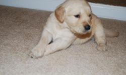 I have 2 puppies. pure bred goldens. ready feb 28th. without shots. Blonde in color, male and female