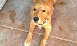 Have to sell my Golden Retriever she is 6 months old very sweet with kids $250 comes with kennel current on shots please call --