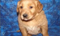 Pretty Gold Nice Color;Excellent Family Pup; Must See; Pups Weight Only 10-Lbs; Pups Age 10 Weeks Old; Microchip With Pups ID; Florida Health Certificate; Pedigree Papers; (1) Year Warrantee On Congenital Defects; (3) Free Vet Visit; Private Breeder; Home