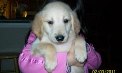 PUREBRED GOLDEN RETRIEVER PUPPY BORN 12/11/10.PARENTS ARE REGISTERED & ON PREMISES..FAMILY RAISED. HE IS LIGHT CREAM IN COLOR. HE HAS HIS 1ST SHOTS & IS DE-WORMED. HE IS THE LAST ONE LEFT (NOT THE RUNT).. VERY CUTE!!..IF INTERESTED CALL 561-483-4123