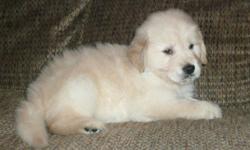 Light golden, male Golden Retriever pup born January 17, 2011. Parents are titled and have hip, eye, heart and elbow clearances. Complete health care and vet check, written guarantee. Well socialized and simply adorable. See this little guy at