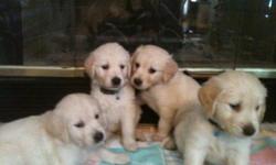 Golden Retriever Puppies. ACK, hips good, shots, Vet checked, micro-chipped. 7 weeks old. Our puppies are fed a high quality puppy food, they are kept in a clean environment. We already started house breaking them. They are around children and adults, and