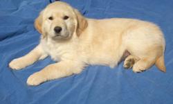 Beautiful 1/2 English Creme color. Parents at my home. They have been trained to use a puppy door and live in and out of house. five males and four females. Sold for Pets only.