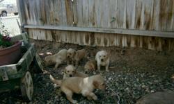 Golden retriever puppies AKC Certified and first shots included. 4- femals left, and 2- males left Females are $600.00 each, and Males are $500.00 each. $200.00 reservation puppies available 4th of July. Pictures are available upon request. Call Jonny