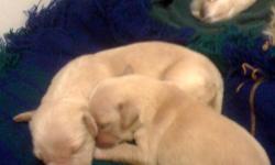 Golden retriever puppies, 6 females, 5 males, ready to go to loving homes March 15th. Both parents on site, will have first shots. $200 deposit to hold pick. Call Sam at 907-687-9594