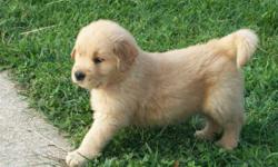 5 males/4 females..pics will come as they grow... Our Goldens Retiever puppies are raised with their parents in our home. Mac and Maycee are availible to see. Our Goldens are well socialized and very loving. Our Goldens have the best layed back temperment