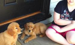 Our goldens are 9 weeks old ready to go to new loving homes. Only 2 females left.
Both parents are located on the premises. Puppies are socialized with both adults and children of all ages and are ready to go to loving homes. They are family-raised
