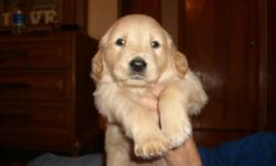 AKC full blood Golden Retriever Puppies for sale. Taking deposits now, puppies will be ready for their
new homes after May 7th. We have 8 puppies left - 5 boys and 3 girls. The colors will be light
to medium Gold. Parents are family pets and the puppies
