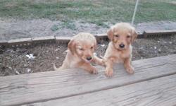 AKC Golden Retriever puppies for sale. 8 weeks old. They have had their shots and worming up to date. They are male and females available. Their color will be medium to red. They are very socialized and are very sweet and loving. Their parents are smart