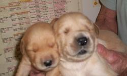 Golden Retriever puppies, AKC Registered. Parents on premises. Awesome Show Dog Hall of Fame pedigrees. Health Certificates, two sets of puppy shots, copies of the parent's pedigrees, AKC Registration papers, and the medical chart we start on each puppy