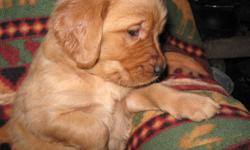 Golden Retriever pups 1 female 4 males born 10/31 ready for new homes on 12/26 Light Blonde to Dark Red