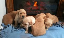 I have 2 males and 1 female still available. They were born on St Patricks day March 17th. They will be ready for new homes on the MAY 6th thru the 12th. They have 1st set of shots AKC registration papers be wormed and have health certificates. They are