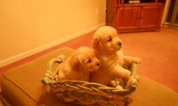 Beautiful Golden Retriever pups Farm family raised. AKC registerd OFA certified Vet checked, first shots and dewormed $900 ready to go 9/28/2011 References on request
Call Diana 401 231-1883 or 286-2740